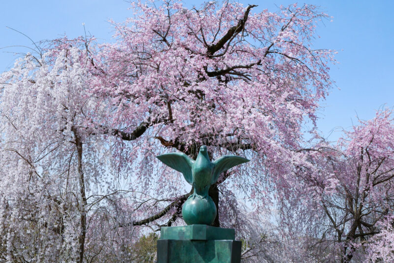 祇園しだれ桜