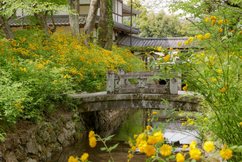 松尾大社の山吹