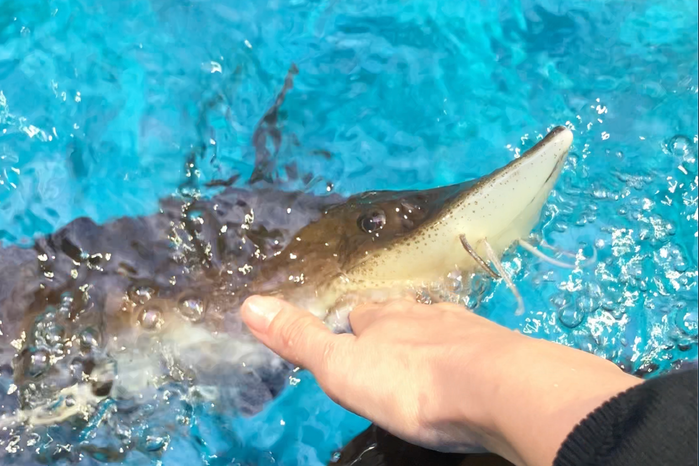 チョウザメの指パク体験